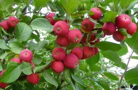 Купить плодовые деревья в беларуси