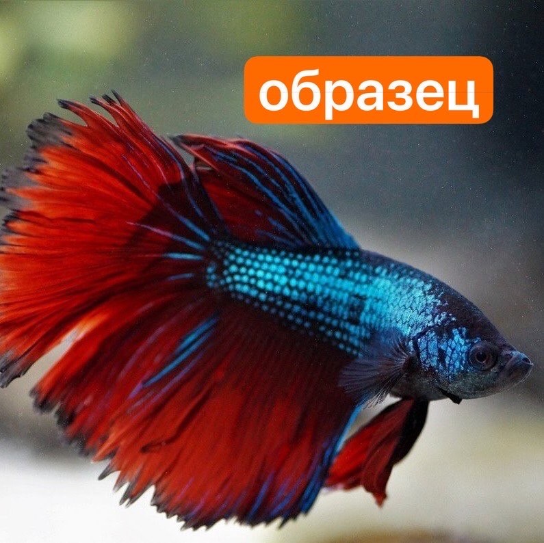 Петушок рыбка - купить в Уфе, цена 380 руб., продано 19 ноября 2020 - Рыбки